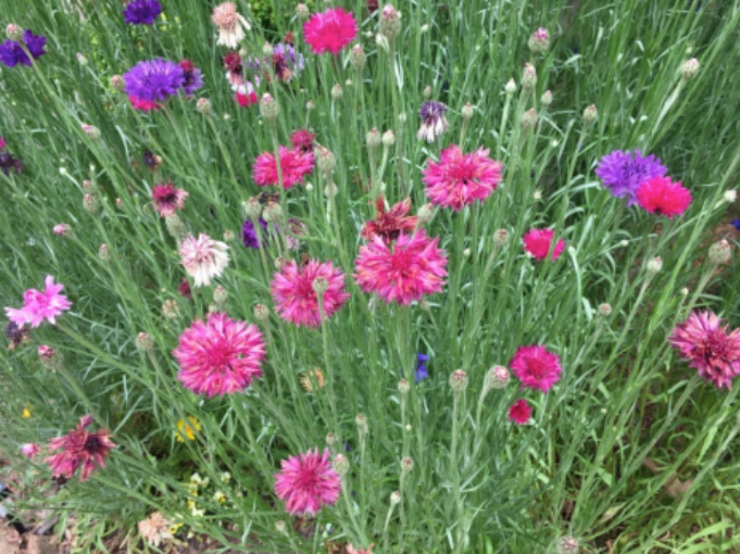 Field Notes: The Green Bang